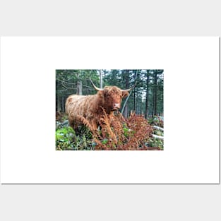 Scottish Highland Cattle Cow 2134 Posters and Art